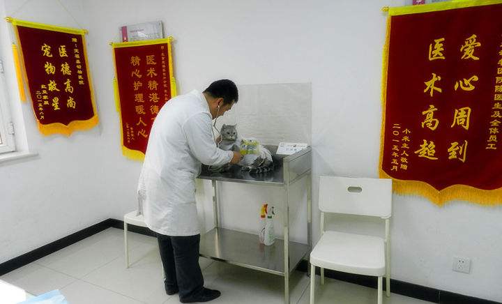 杭州专业动物医院装修,杭州专业动物医院怎么装修,杭州宠物医院装修